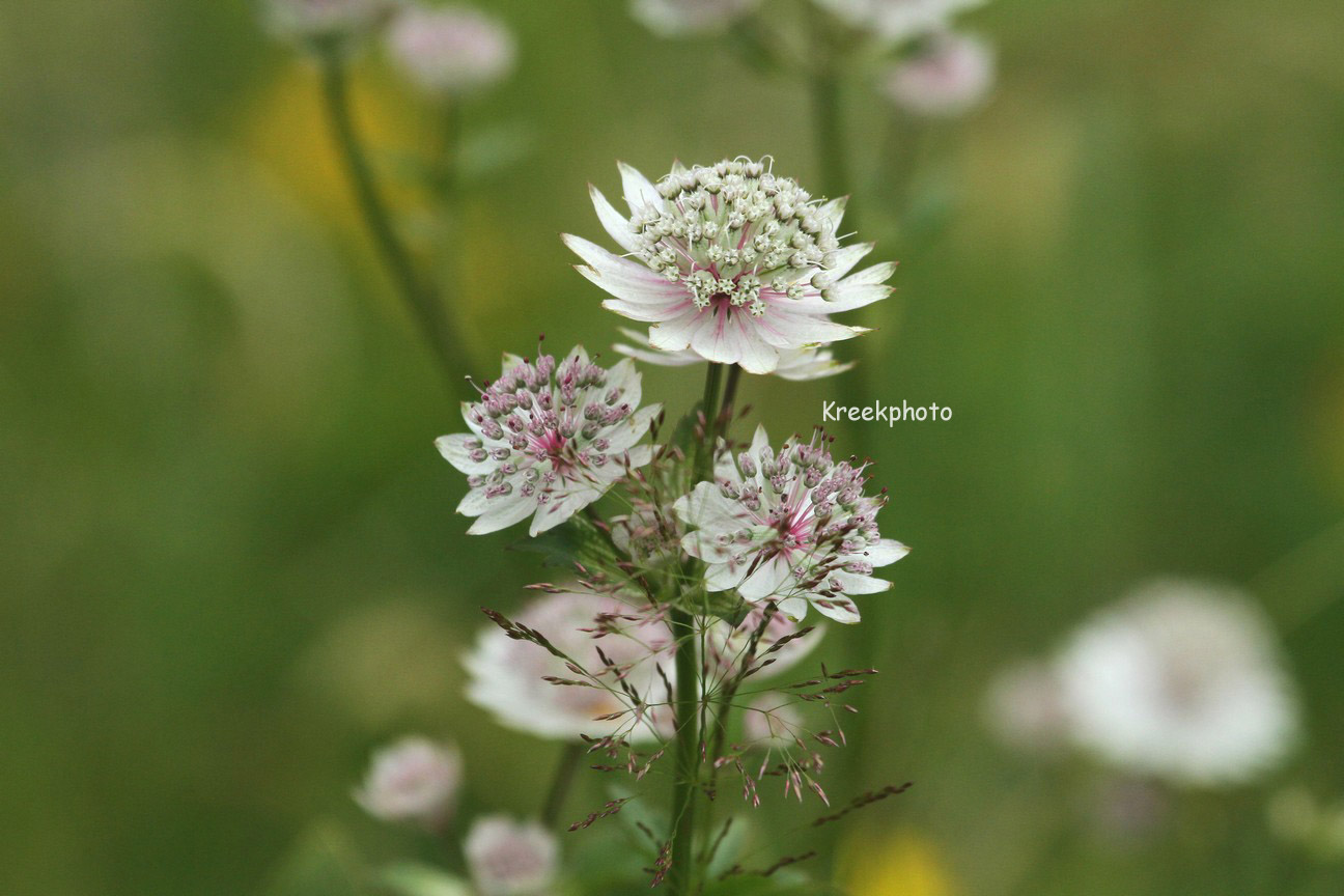 Astrantia major