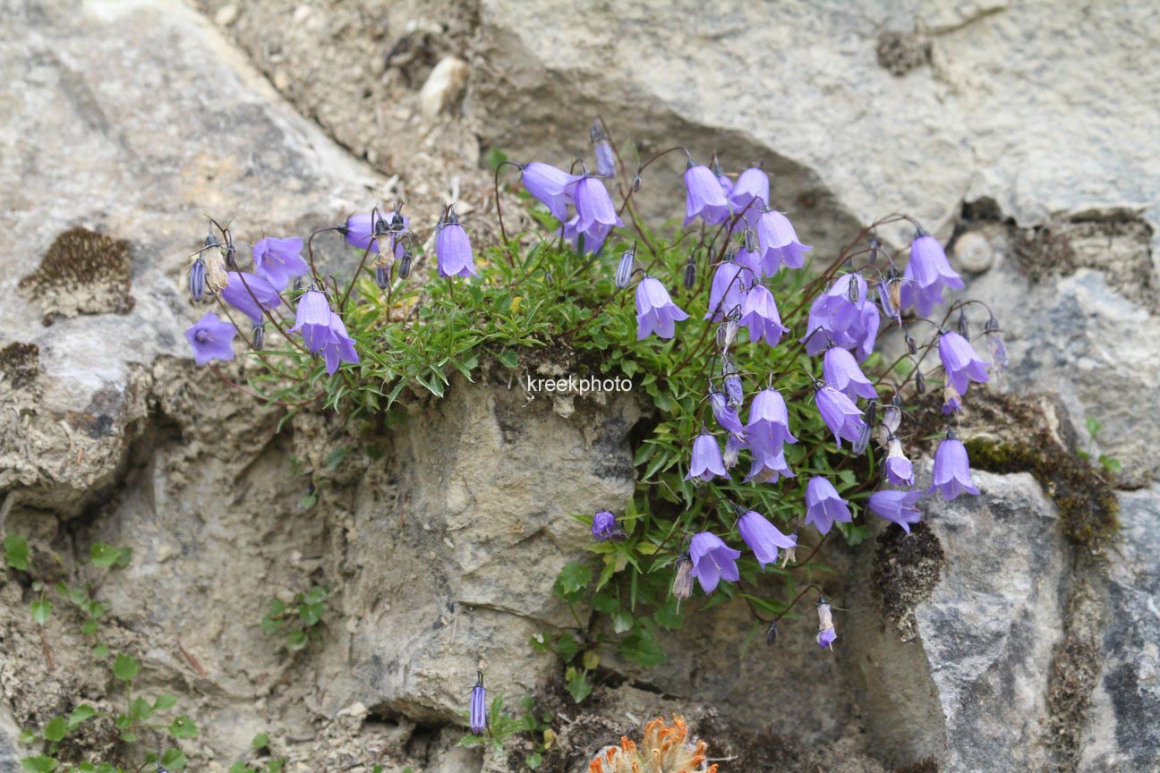 Campanula cochleariifolia