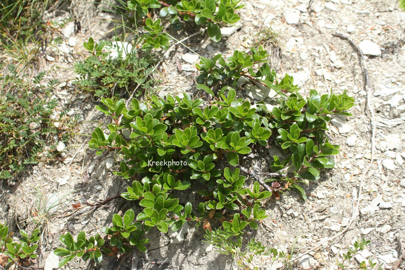 Arctostaphylos uva-ursi