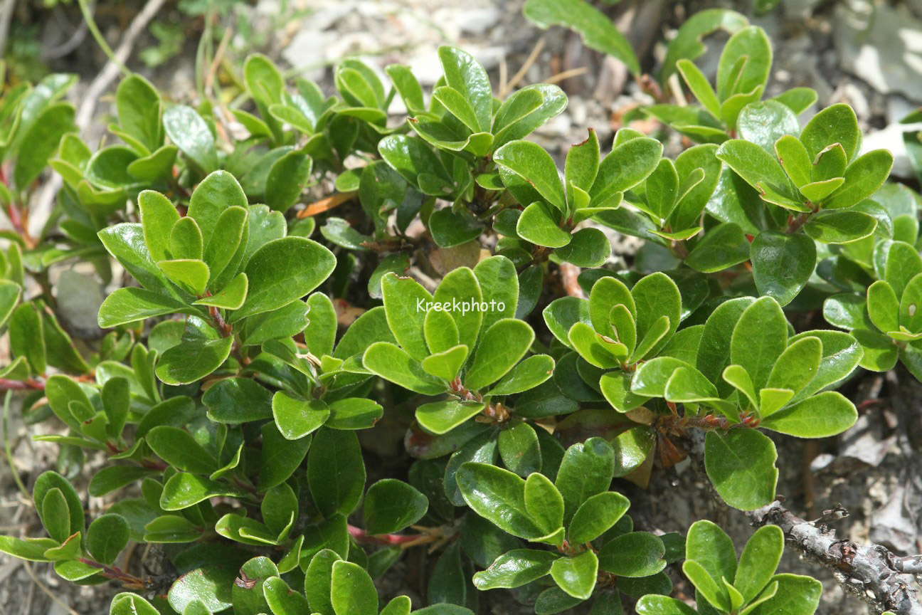 Arctostaphylos uva-ursi