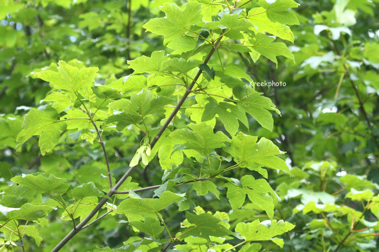 Acer opalus