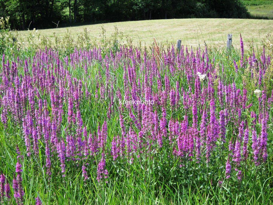 Lythrum salicaria