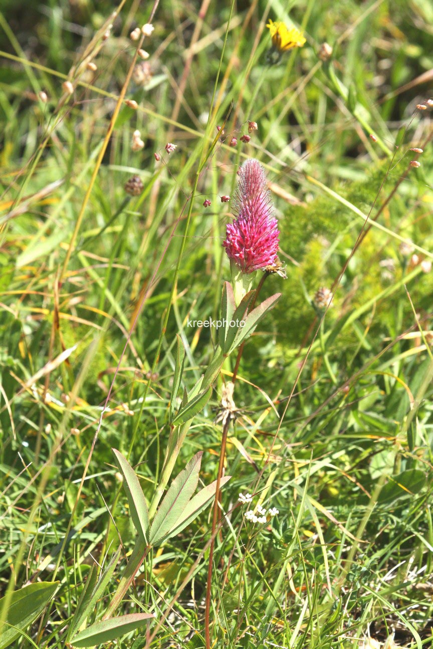 Trifolium rubens