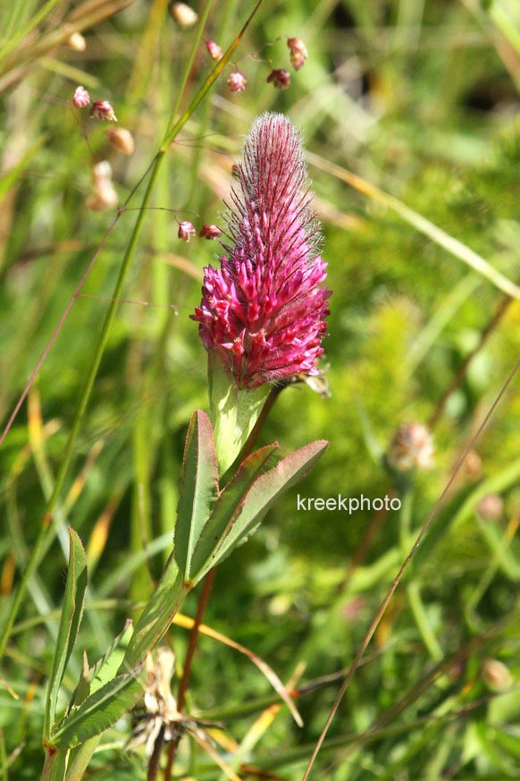 Trifolium rubens