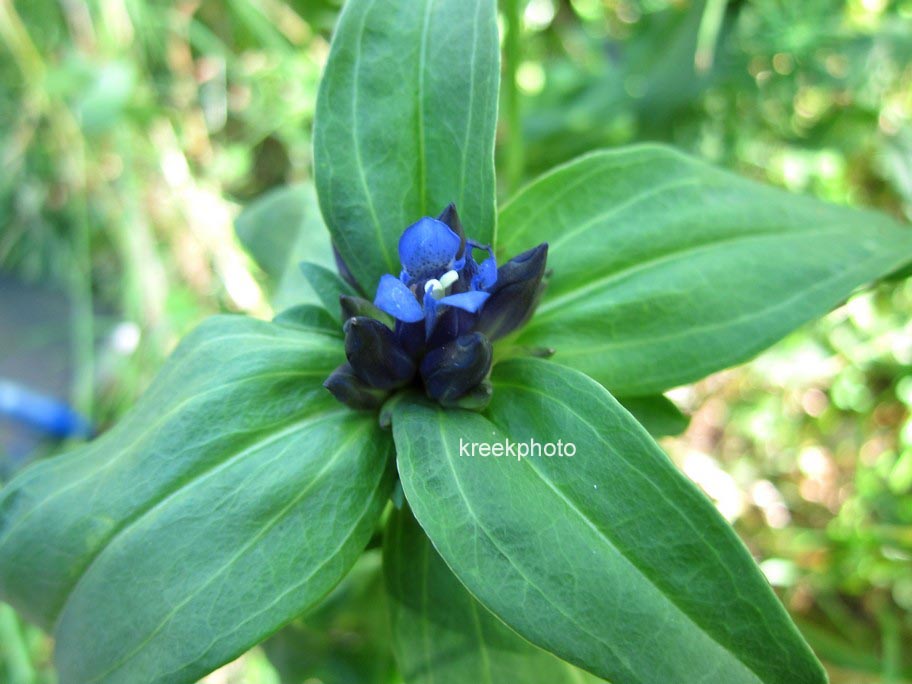 Gentiana cruciata