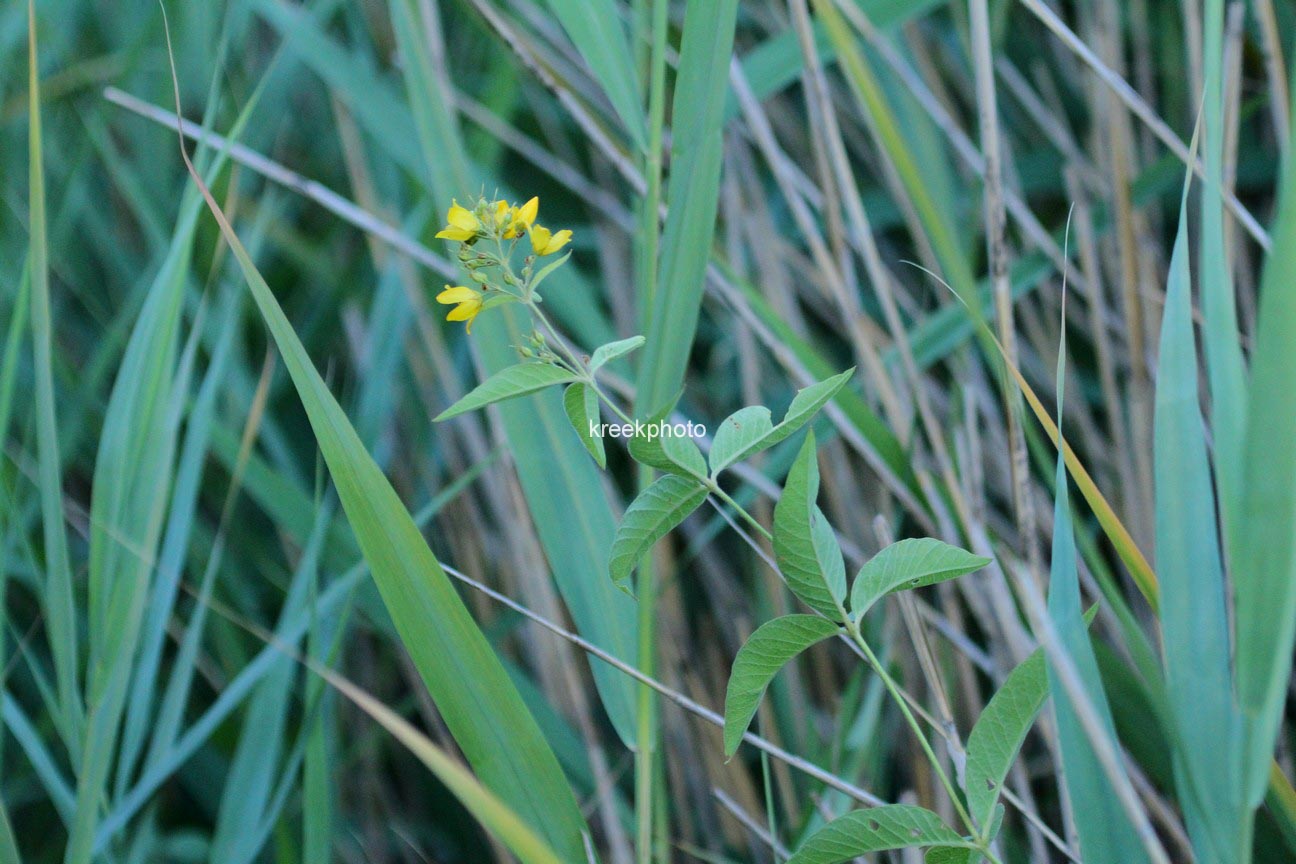 Lysimachia vulgaris