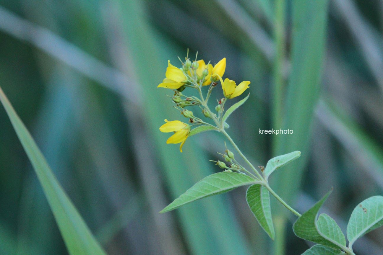 Lysimachia vulgaris