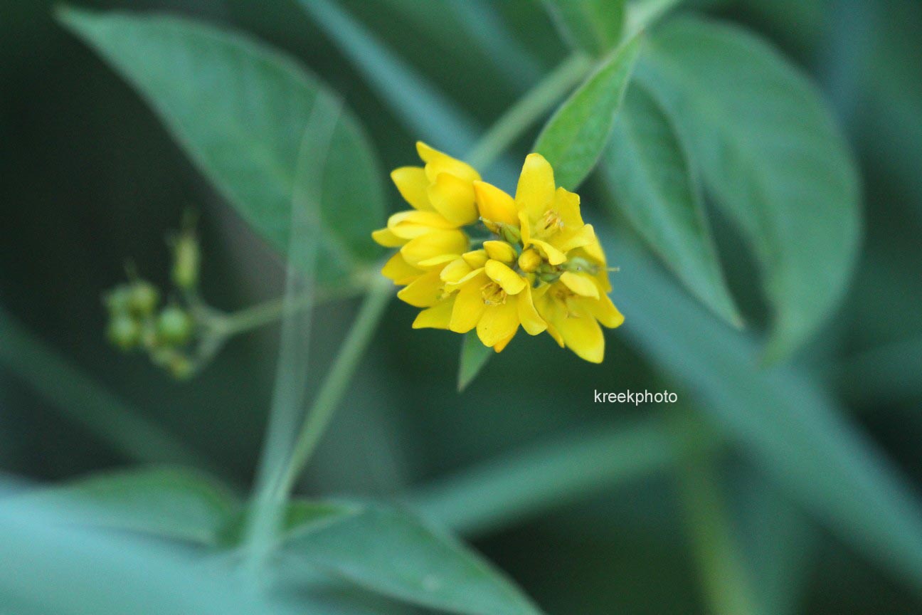 Lysimachia vulgaris