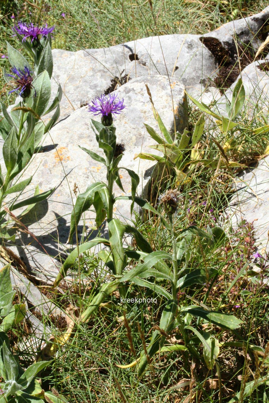 Centaurea montana