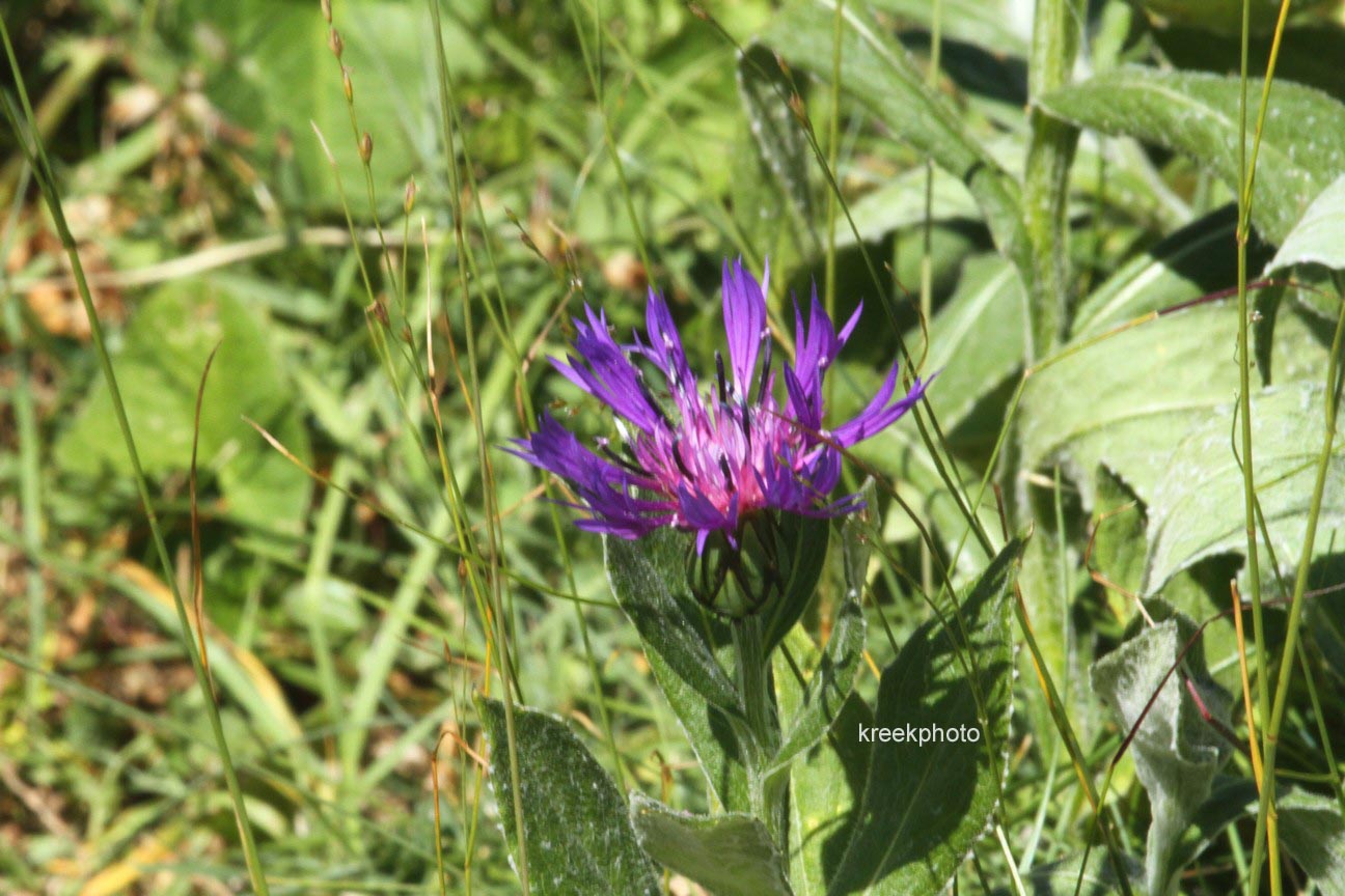 Centaurea montana