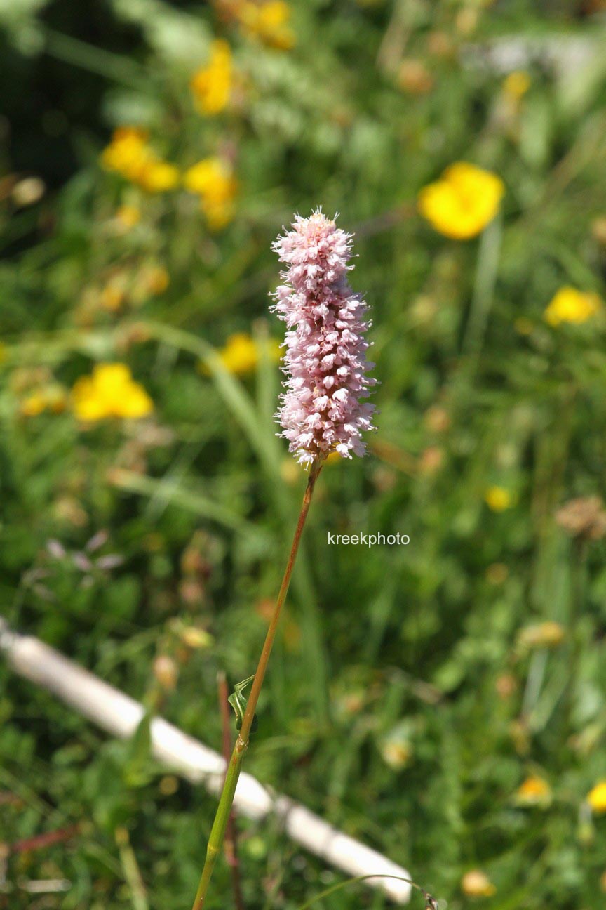 Persicaria bistorta