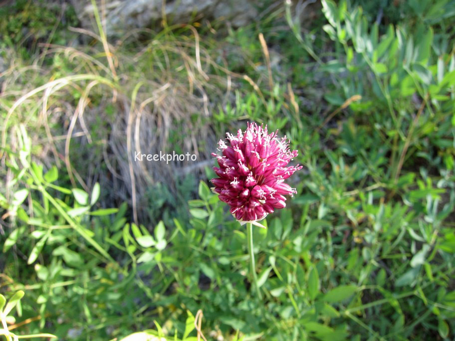 Allium sphaerocephalon