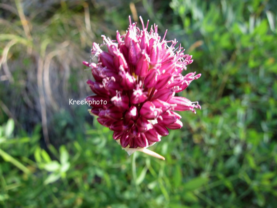 Allium sphaerocephalon