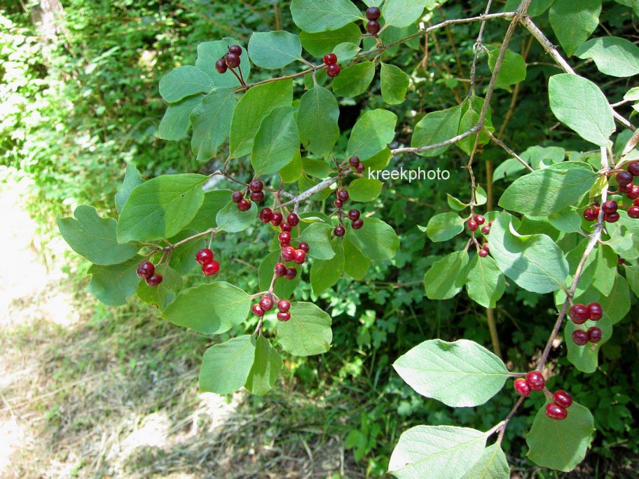 Lonicera xylosteum