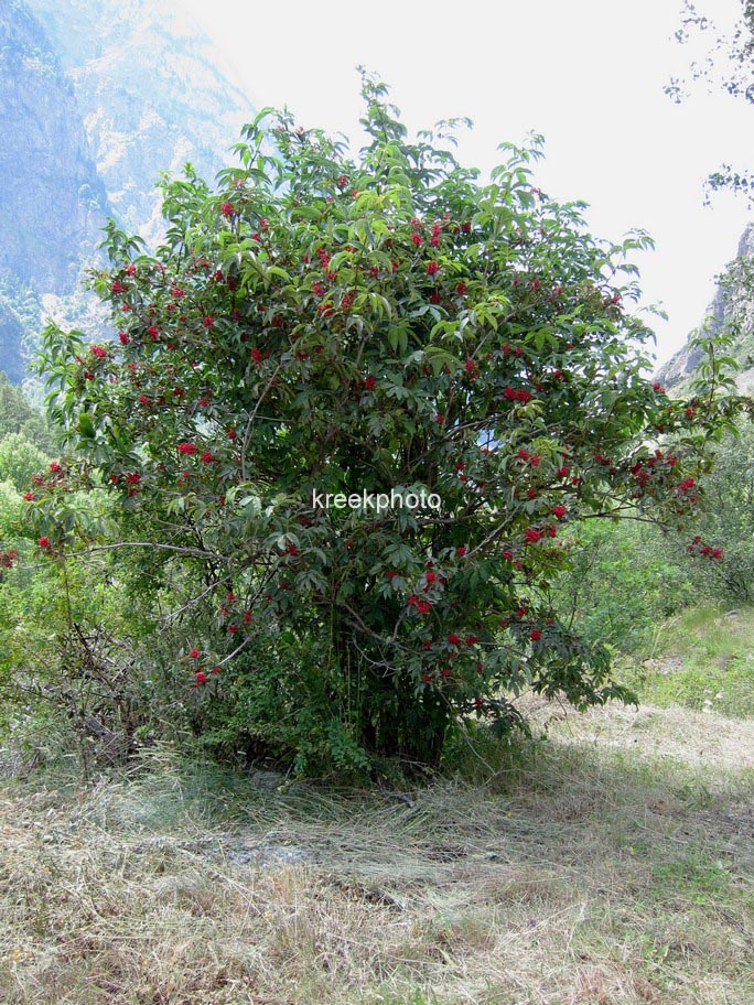 Sambucus ebulus