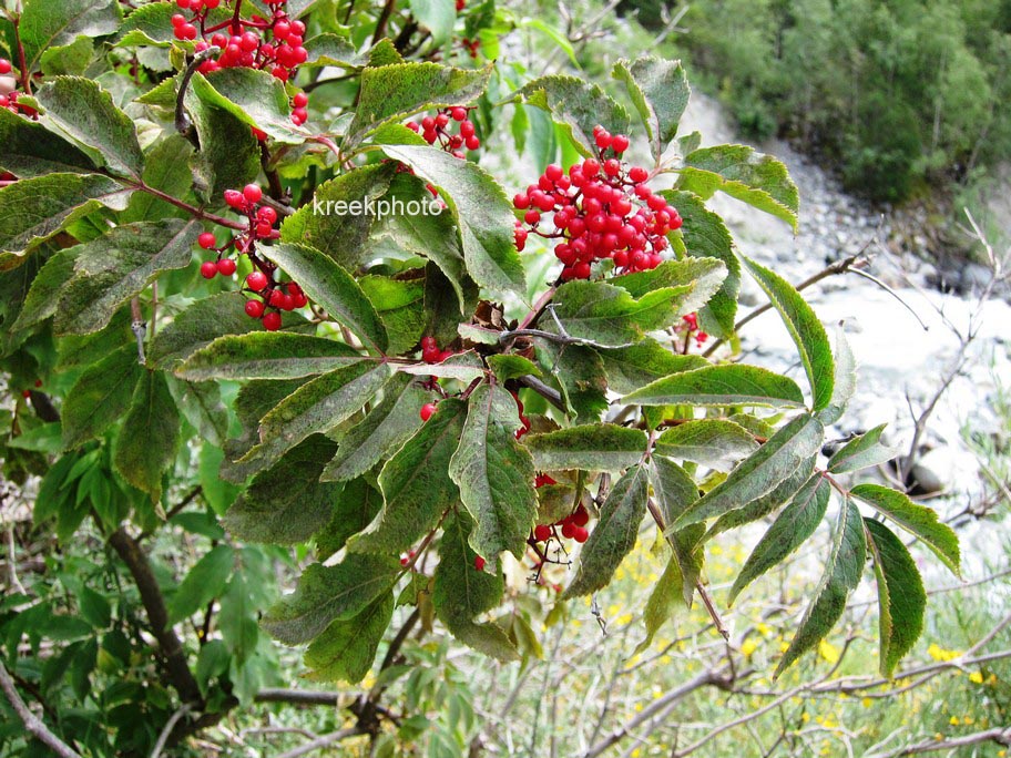 Sambucus ebulus