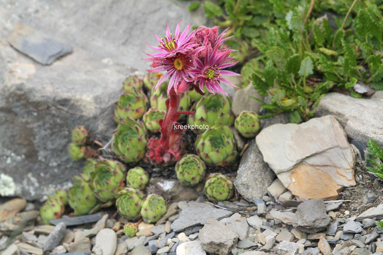 Sempervivum tectorum