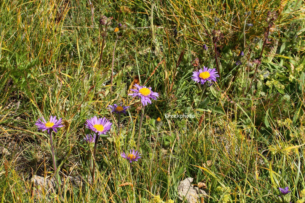 Aster alpinus