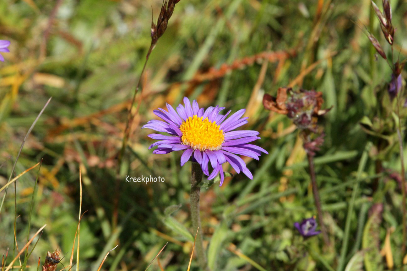 Aster alpinus