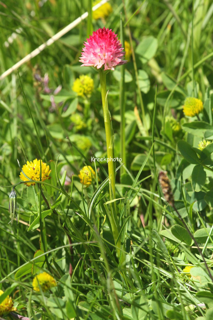 Allium schoenoprasum