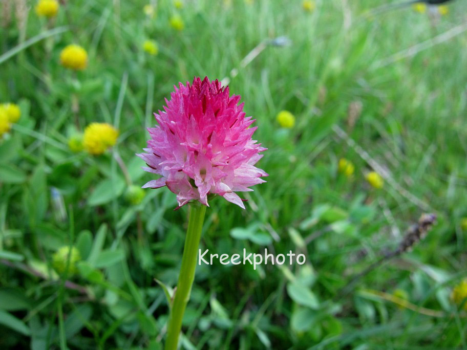 Allium schoenoprasum