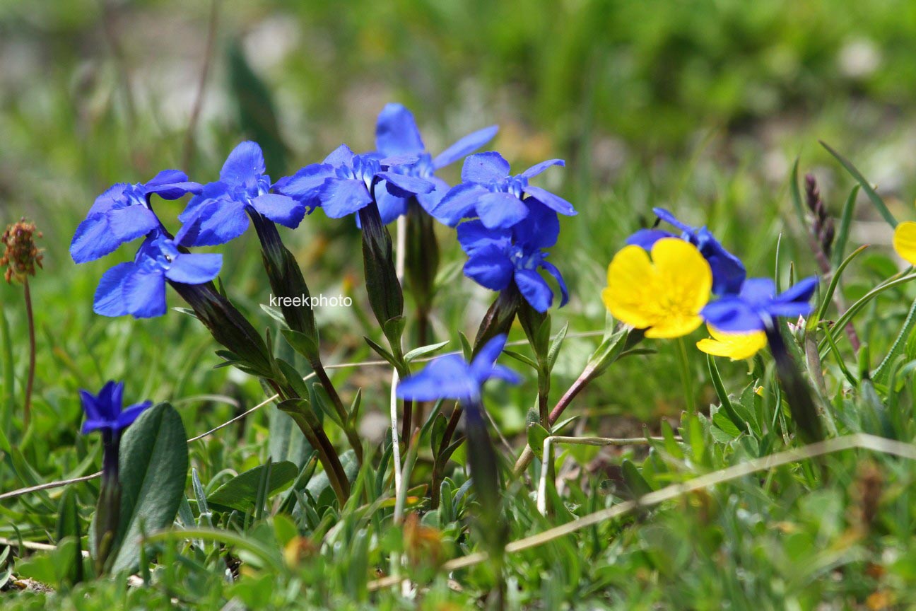 Gentiana verna