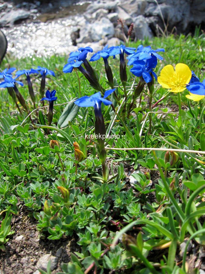 Gentiana verna