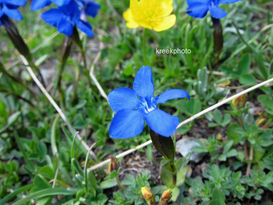 Gentiana verna