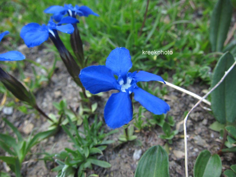 Gentiana verna