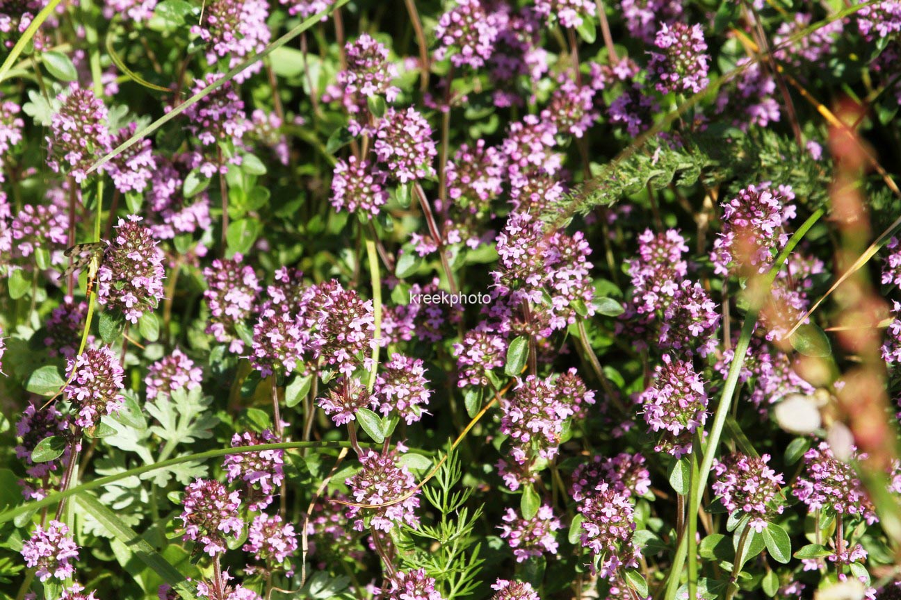 Thymus serpyllum