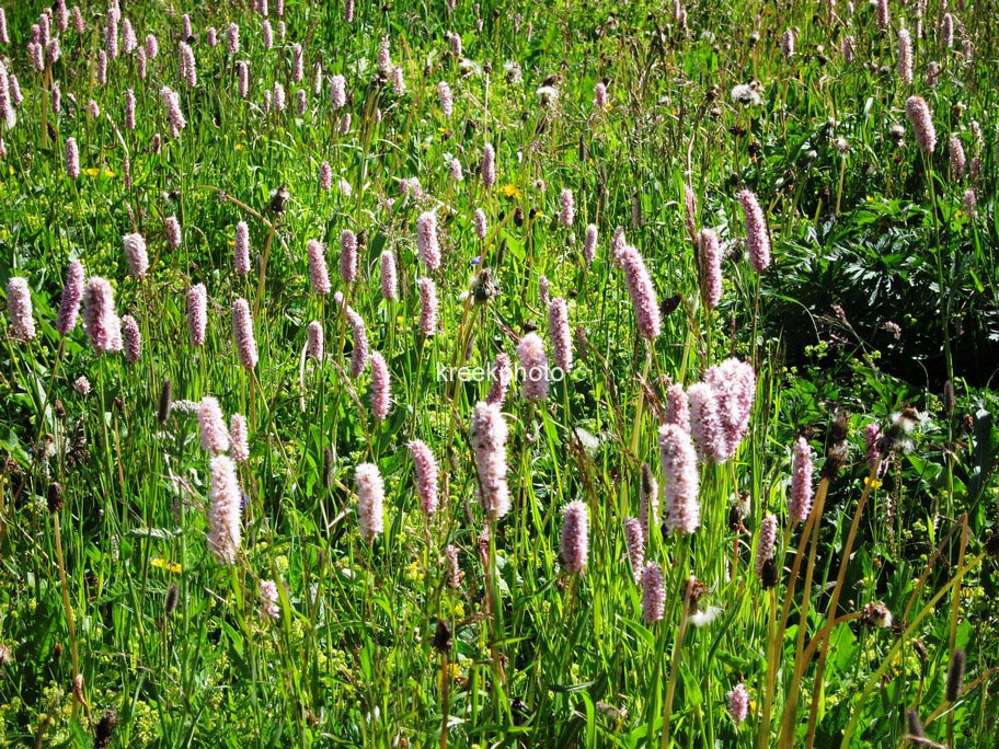 Persicaria bistorta