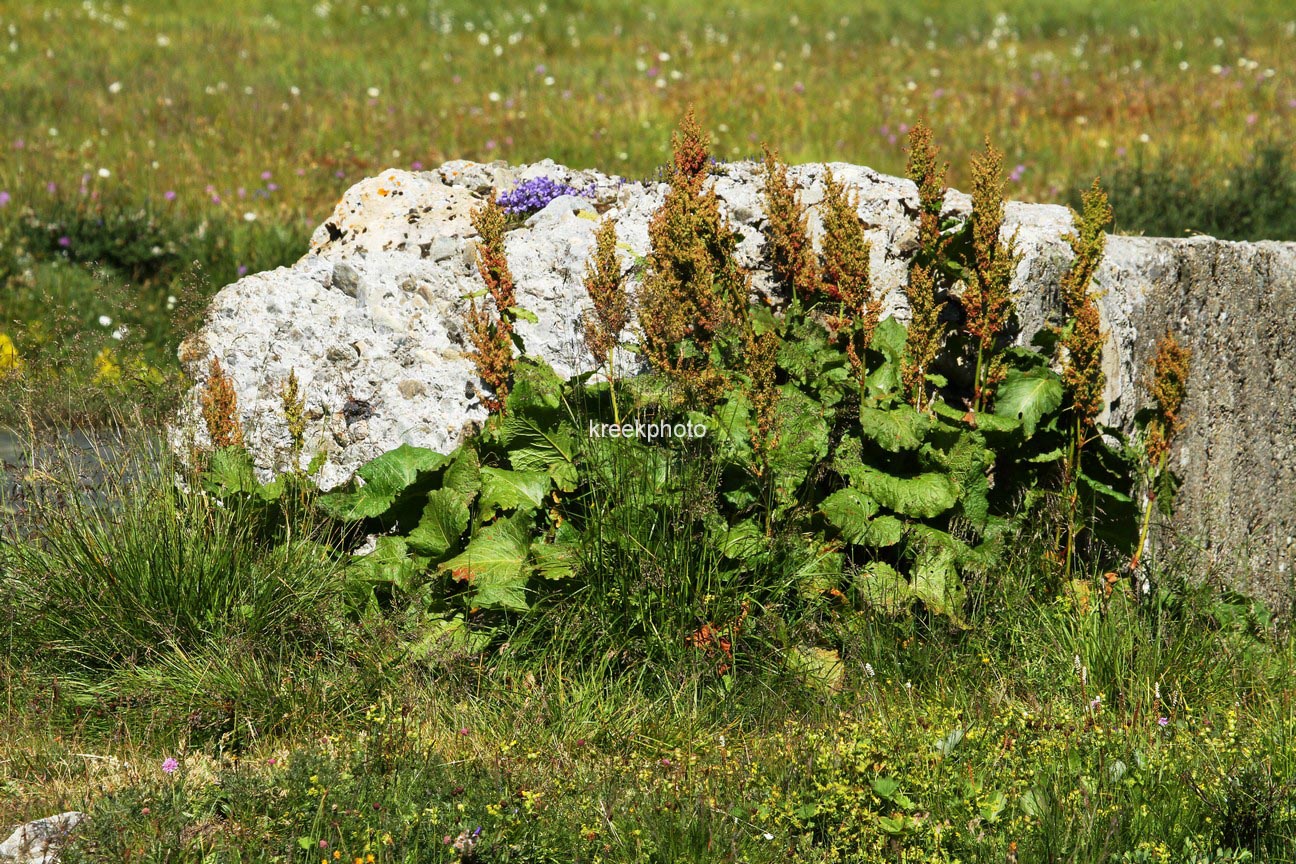 Rumex acetosa