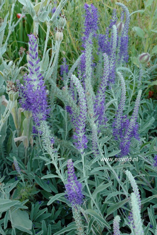 Plantentuin Esveld