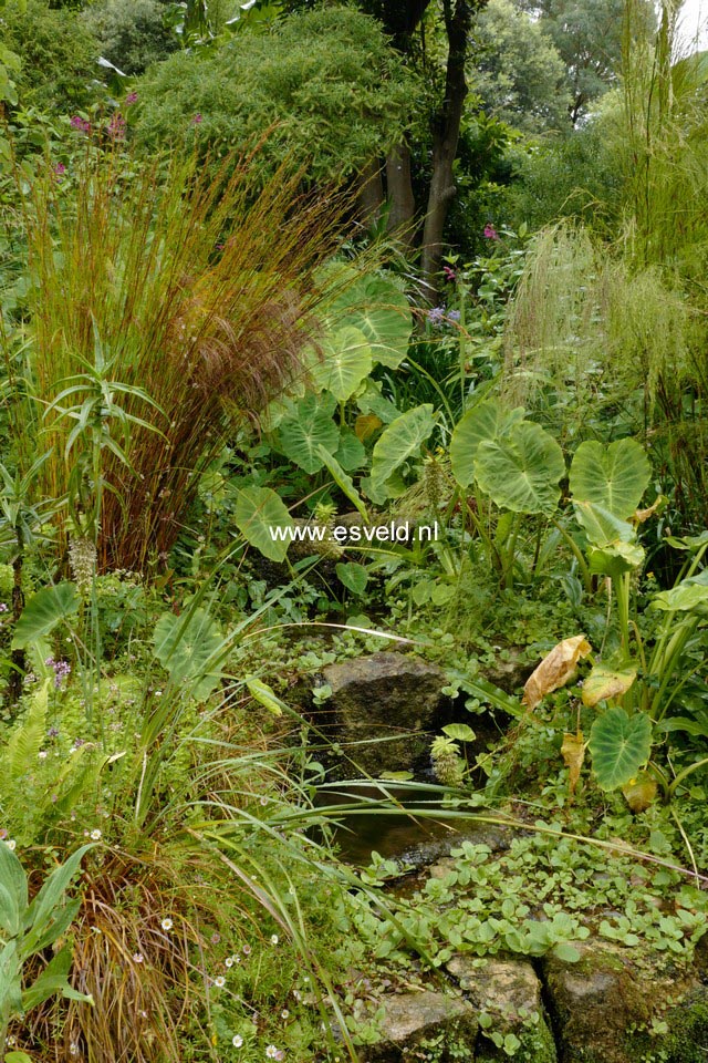 Plantentuin Esveld