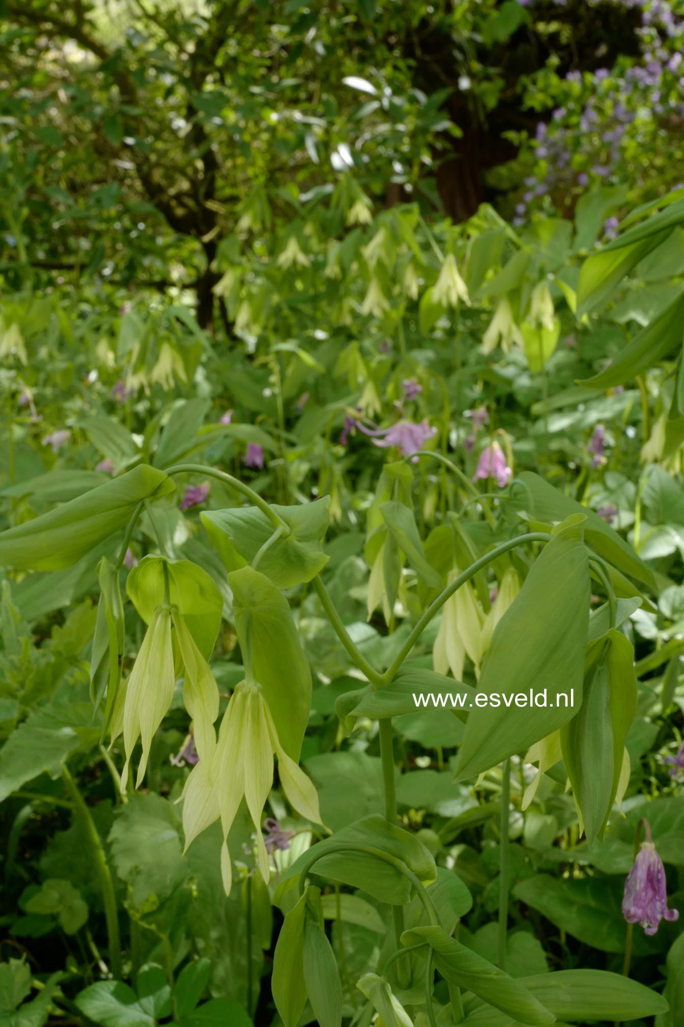 Plantentuin Esveld