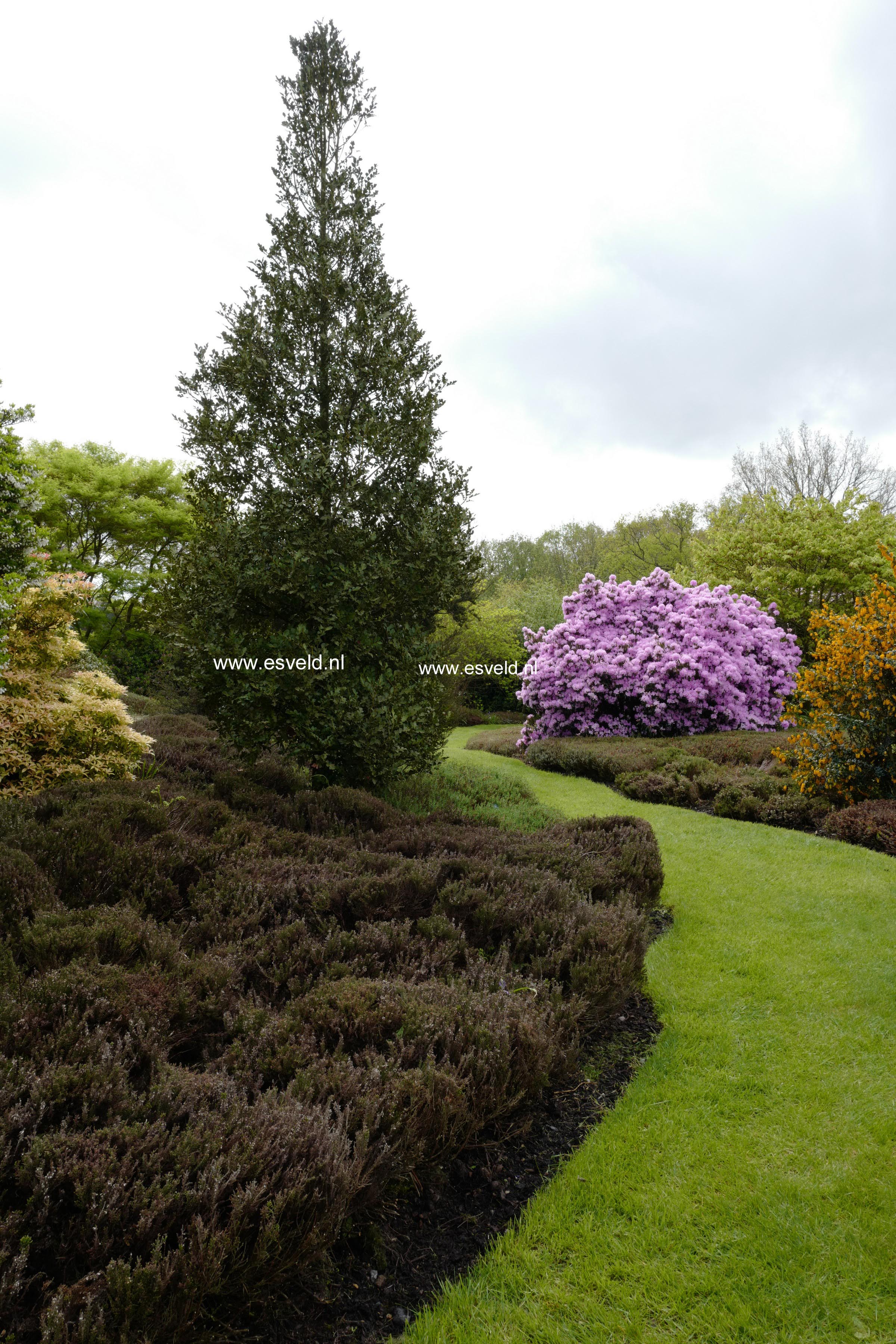 Plantentuin Esveld