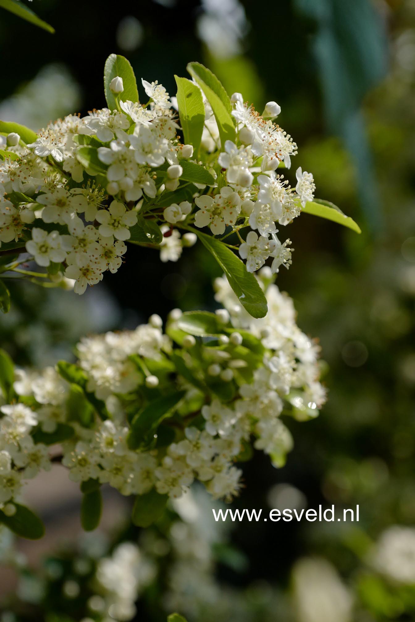 Plantentuin Esveld