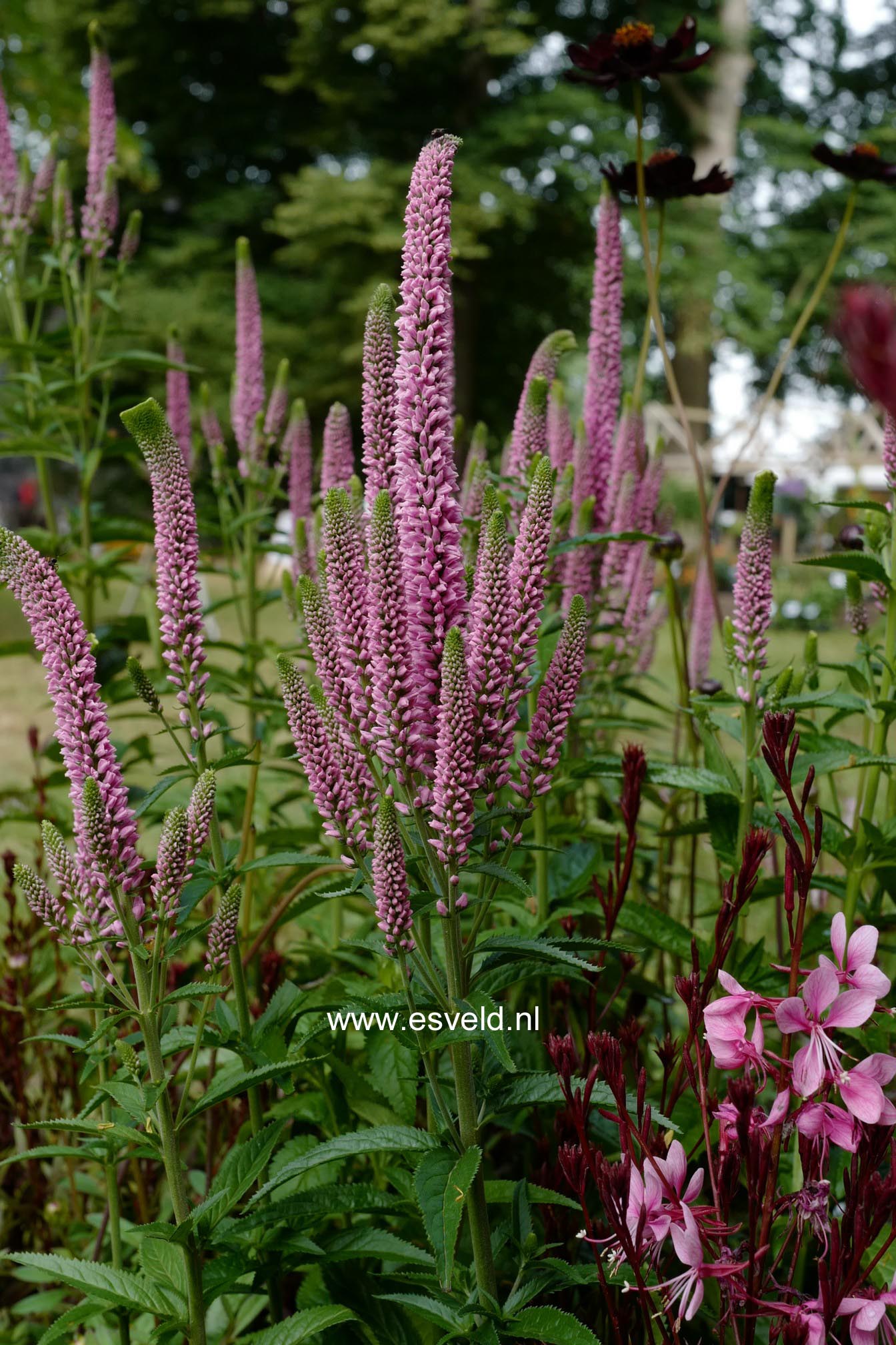 Plantentuin Esveld
