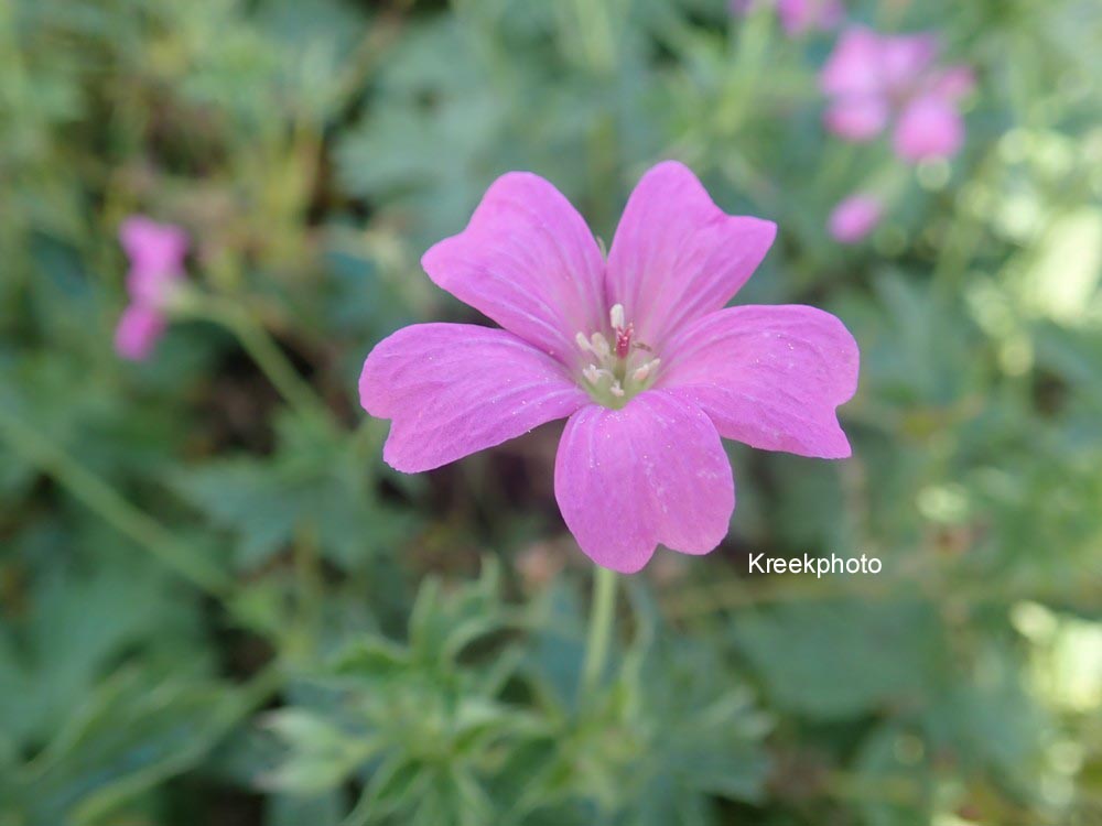 Plantentuin Esveld
