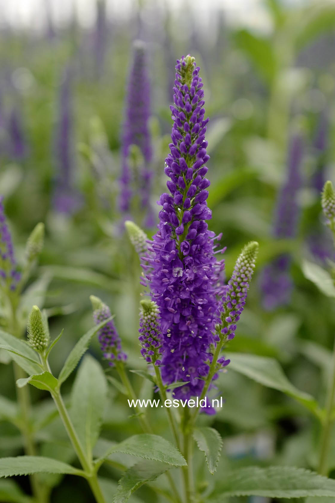 Plantentuin Esveld