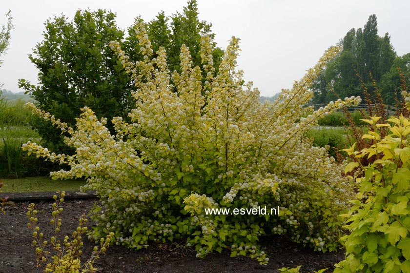 Plantentuin Esveld