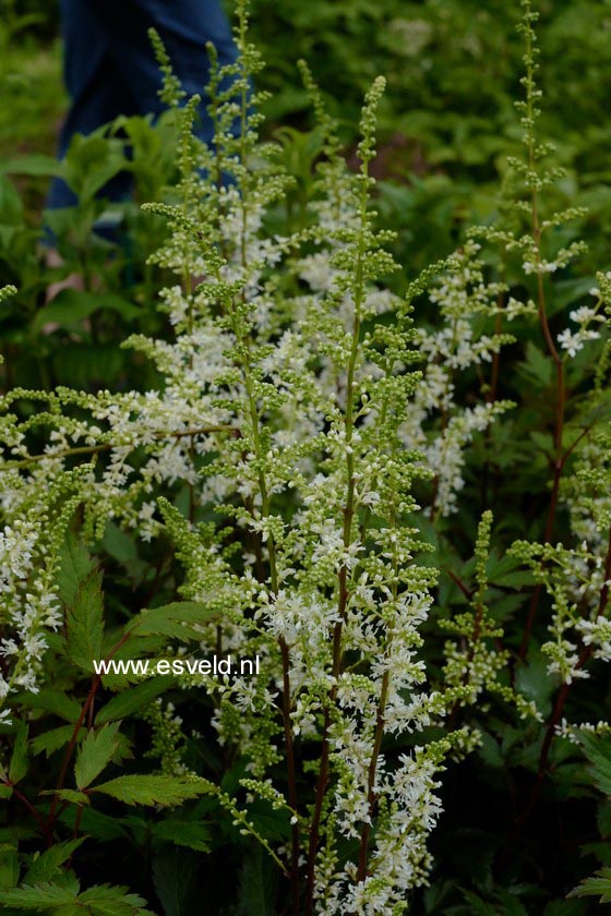 Plantentuin Esveld