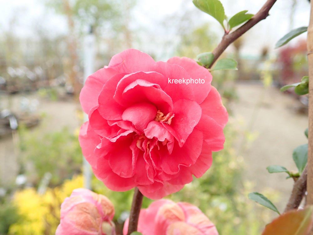 Plantentuin Esveld