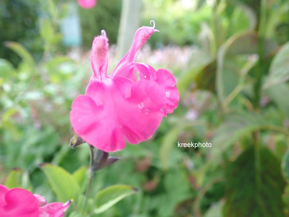 Plantentuin Esveld