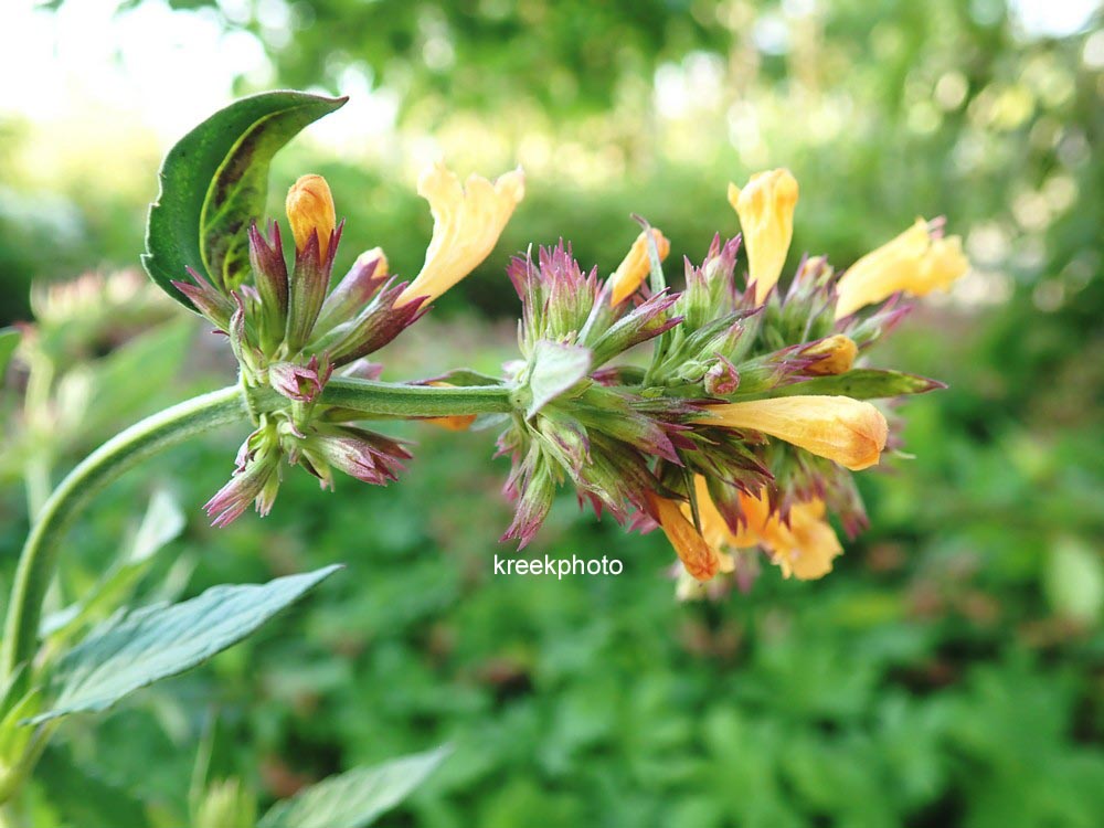 Plantentuin Esveld