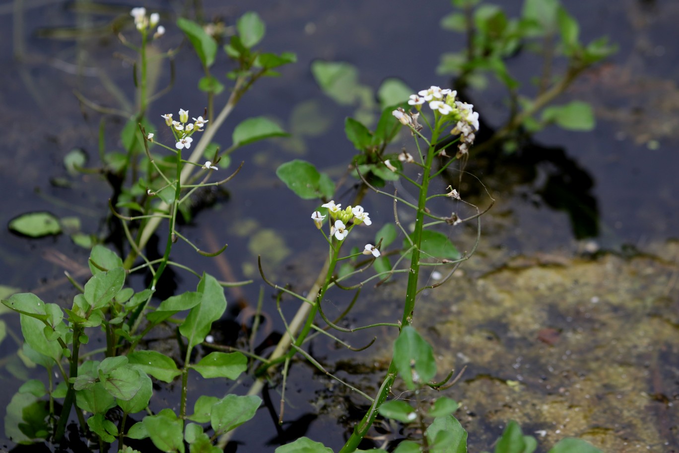 Plantentuin Esveld