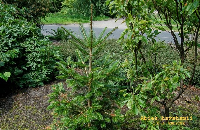 Abies kawakamii (81715)