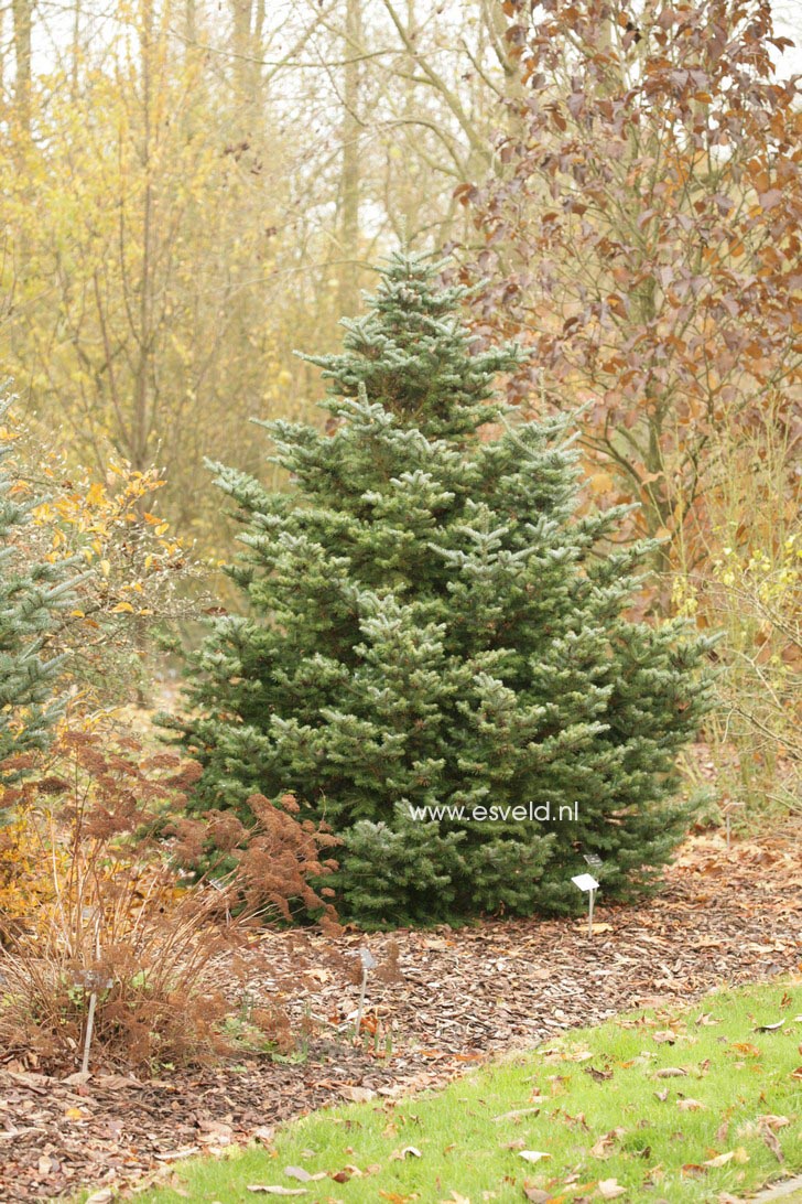 Abies koreana 'Festival' Abies koreana 'Festival'