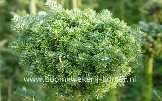 Abies koreana 'Silberkugel'