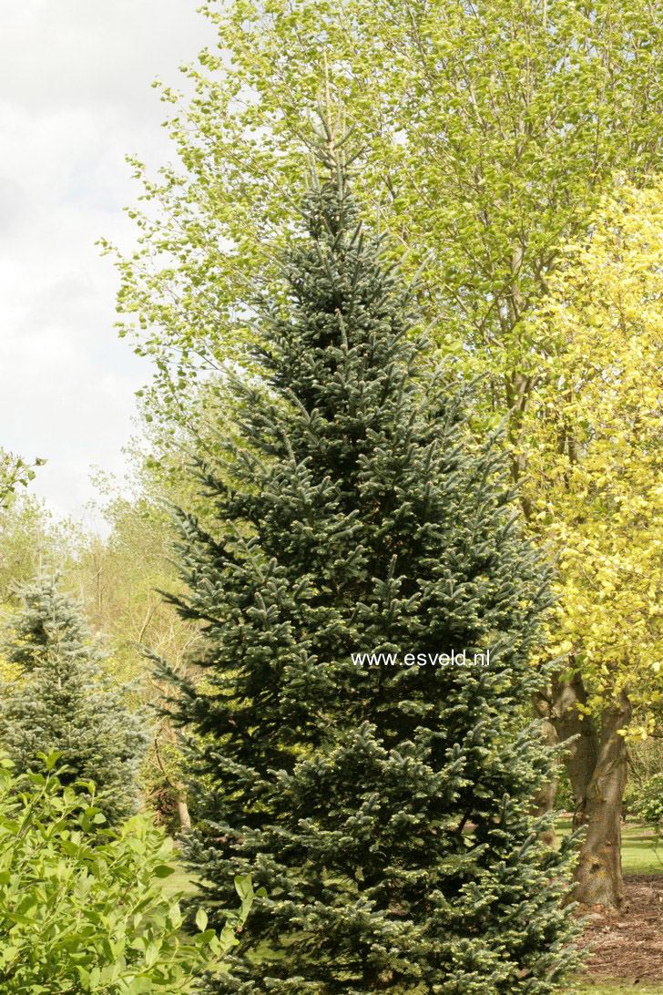 Abies lasiocarpa 'Glauca'